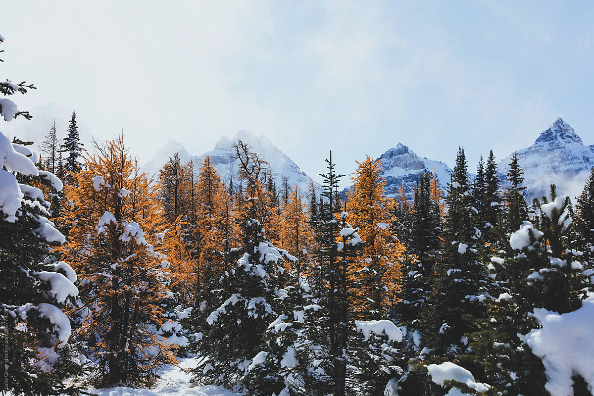 Hiking in Larch Valley, Banff