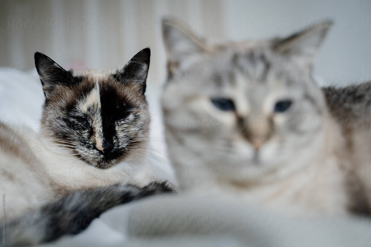 Portrait of Cute cats on bed looking at camera