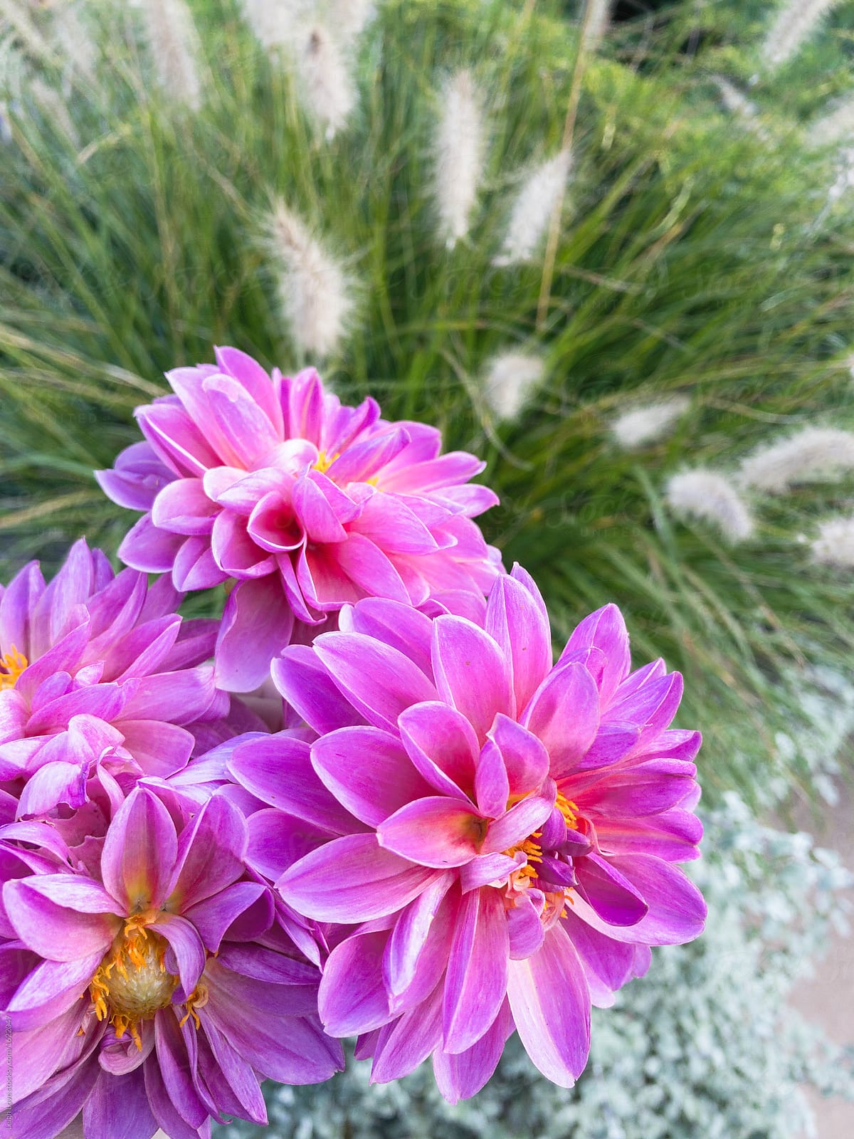 Pink Dahlias Mixed with A Grass With Fuzzy Plumes