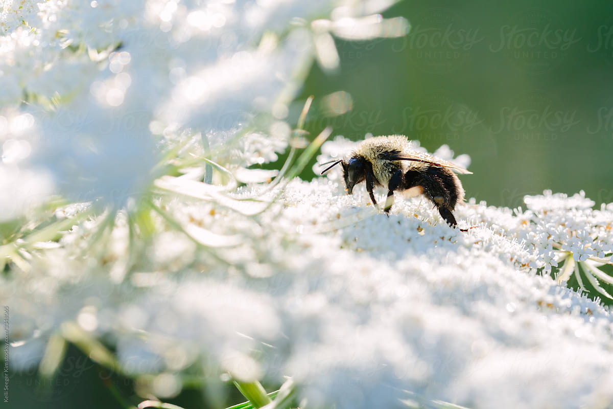Working Bumblebee