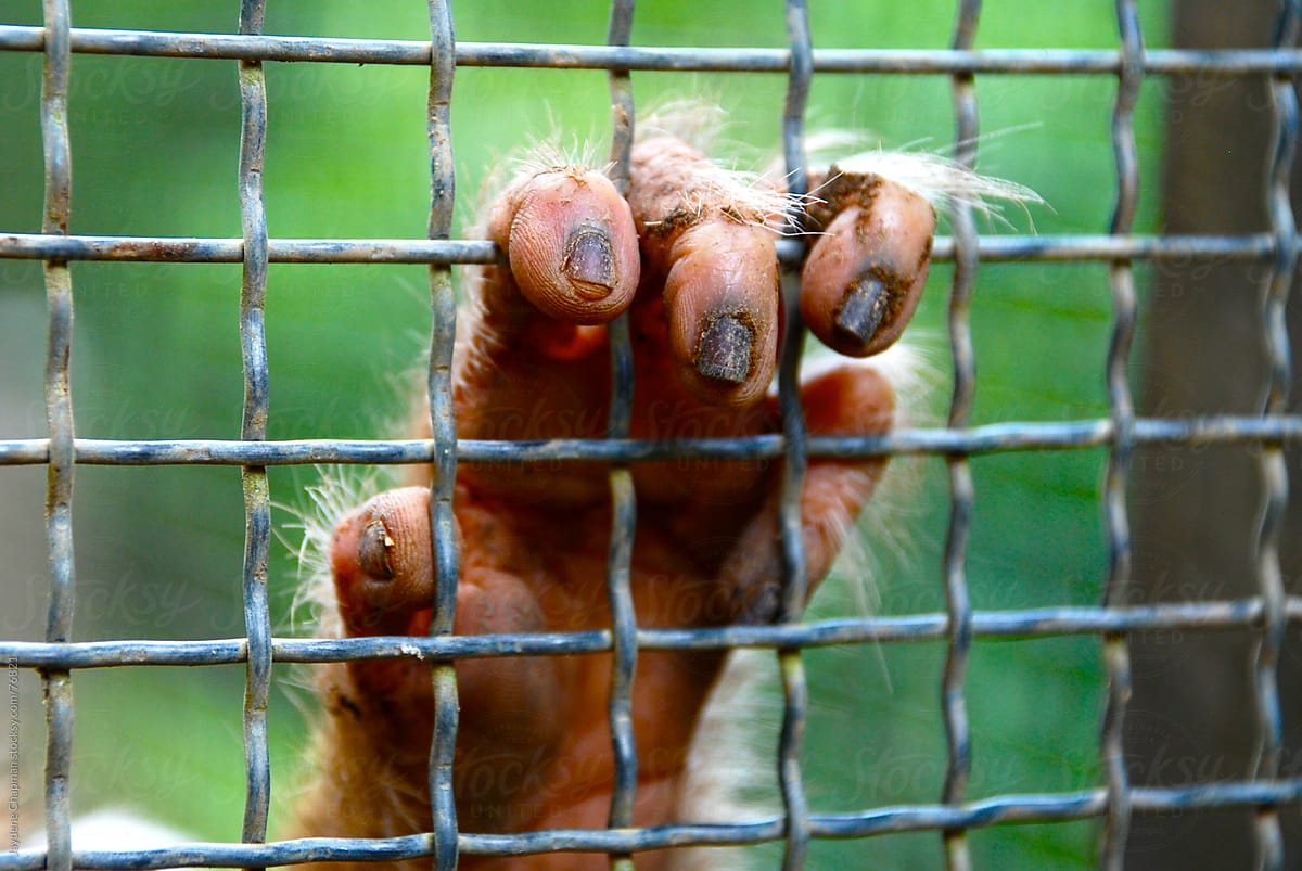 A monkeys dirty fingernails through a cage in Southeast Asia