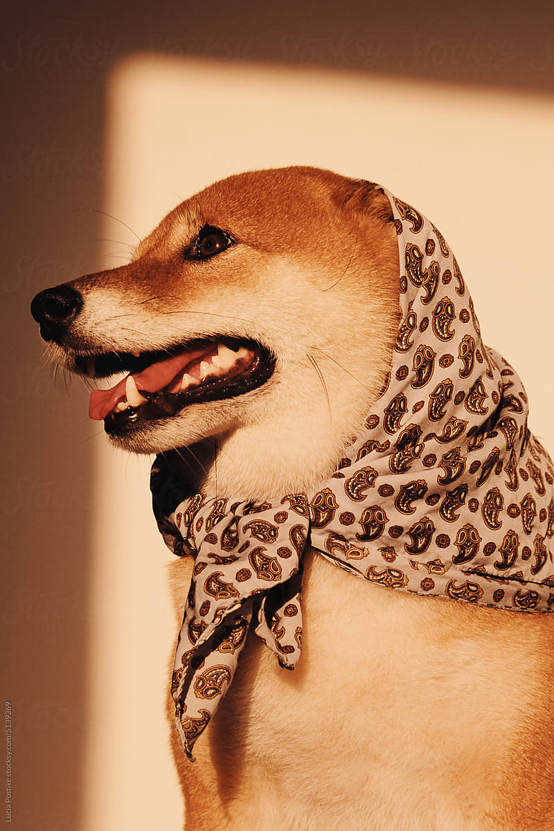 Shiba inu dog in patterned scarf