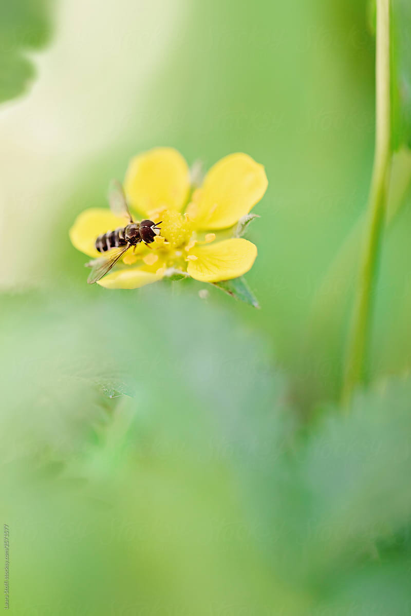 Overfly collecting pollen from yellow buttercup