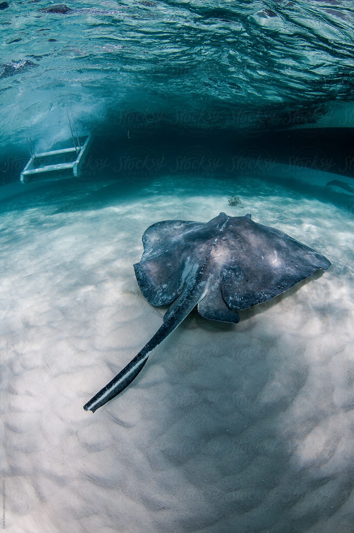 Southern Stingray cruising over sand