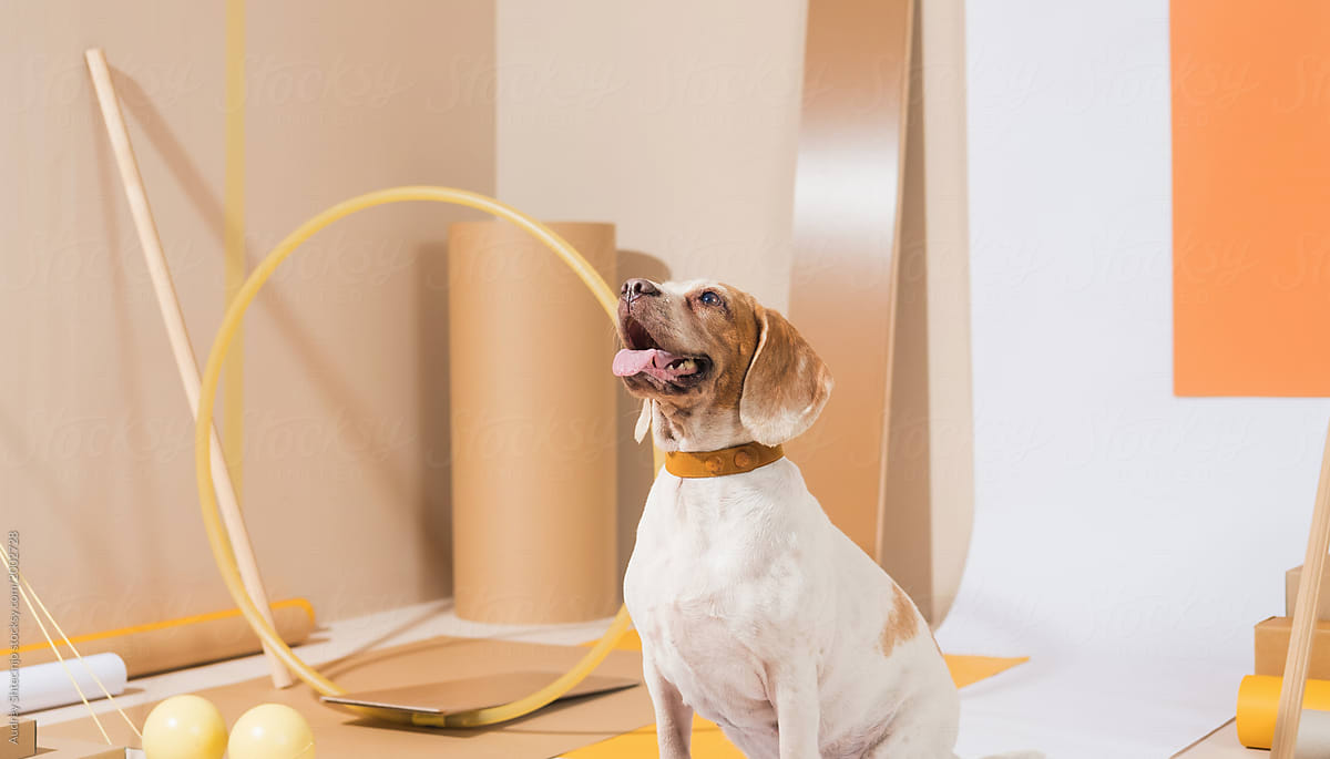 Dog/Beagle at training.
