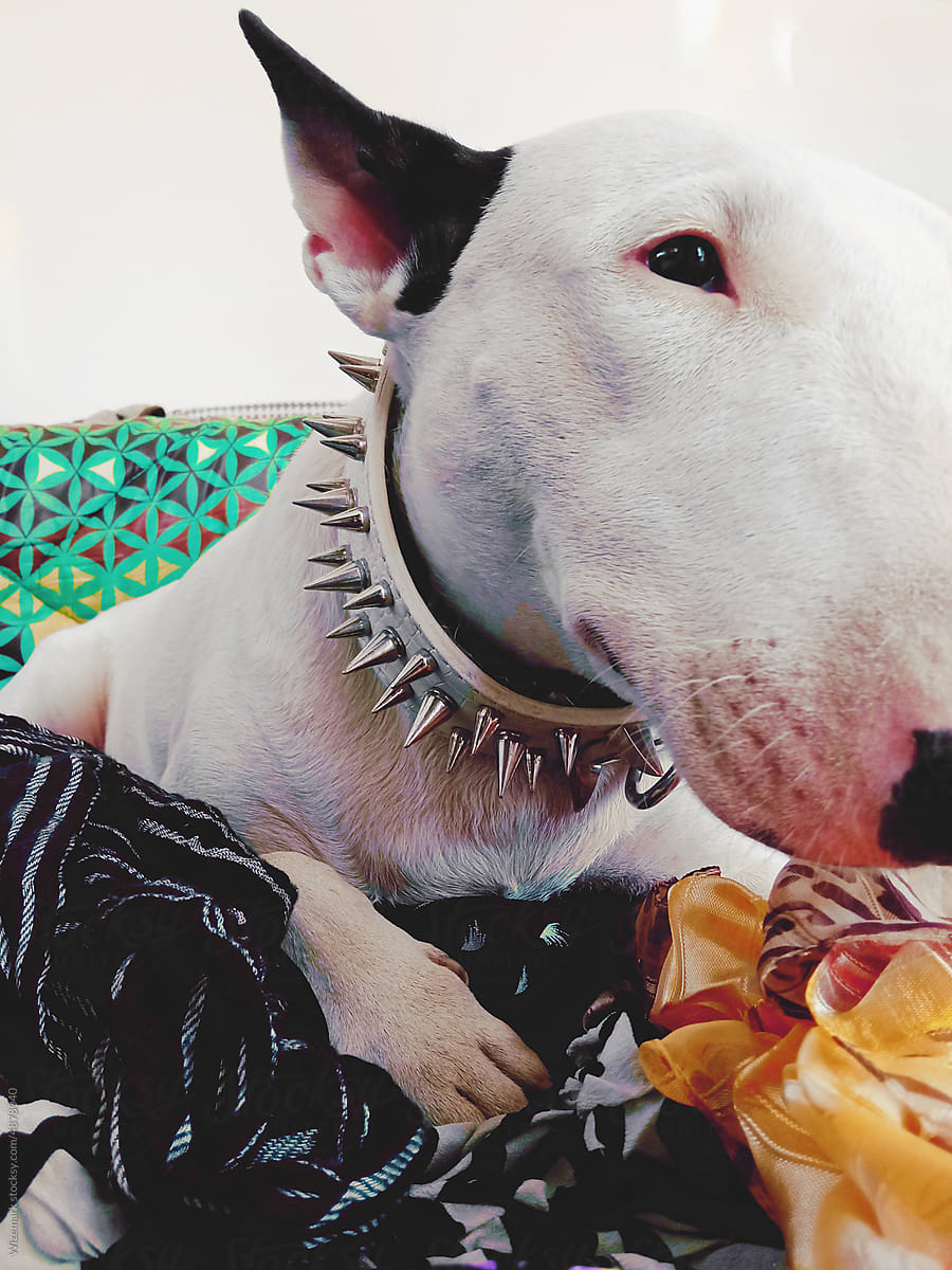 Short-haired big ears bull terrier posing on the couch.