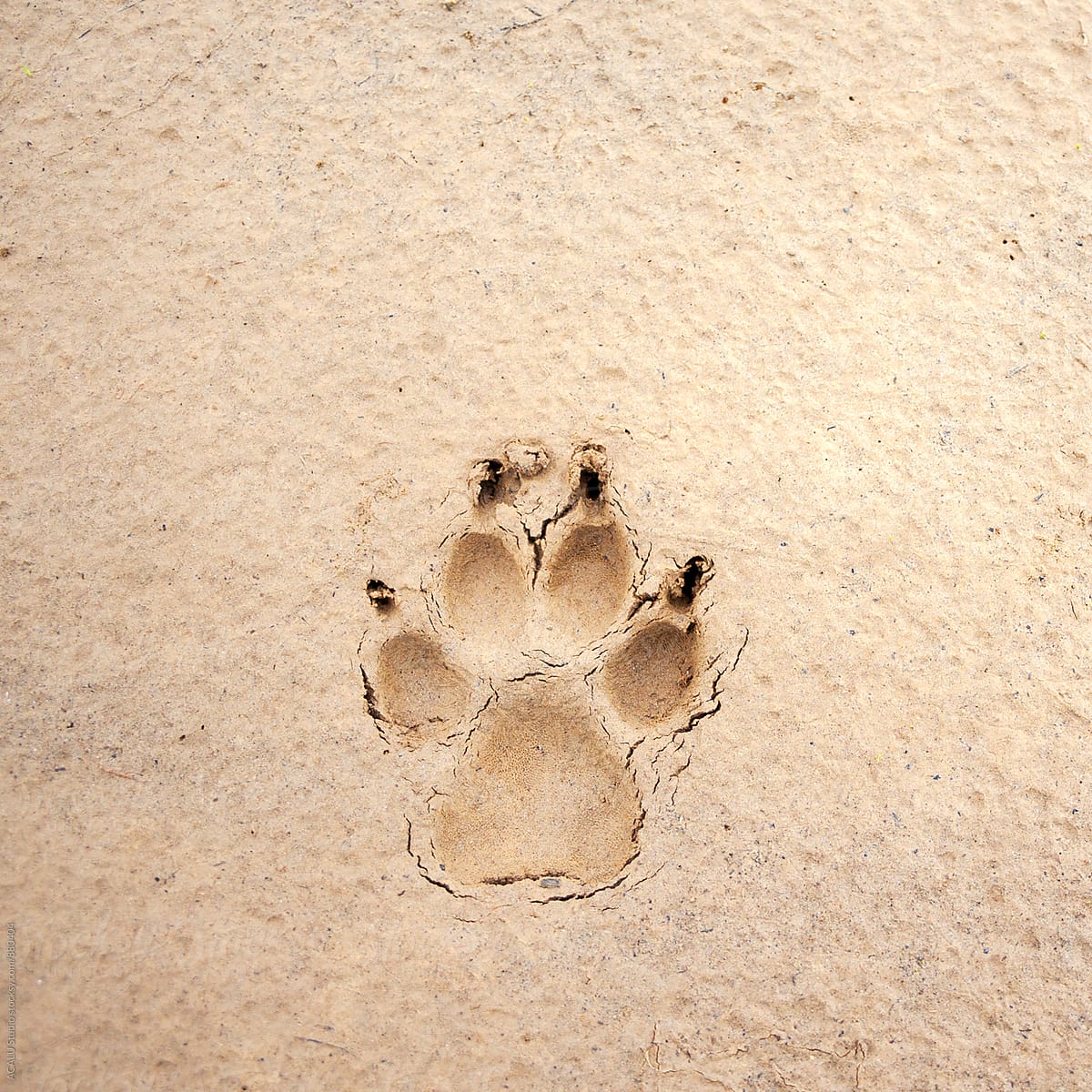 Dog footprints in the sand