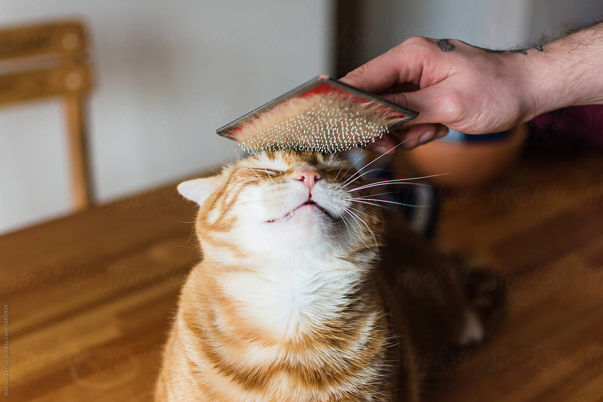 Fun, cute cat being brushed