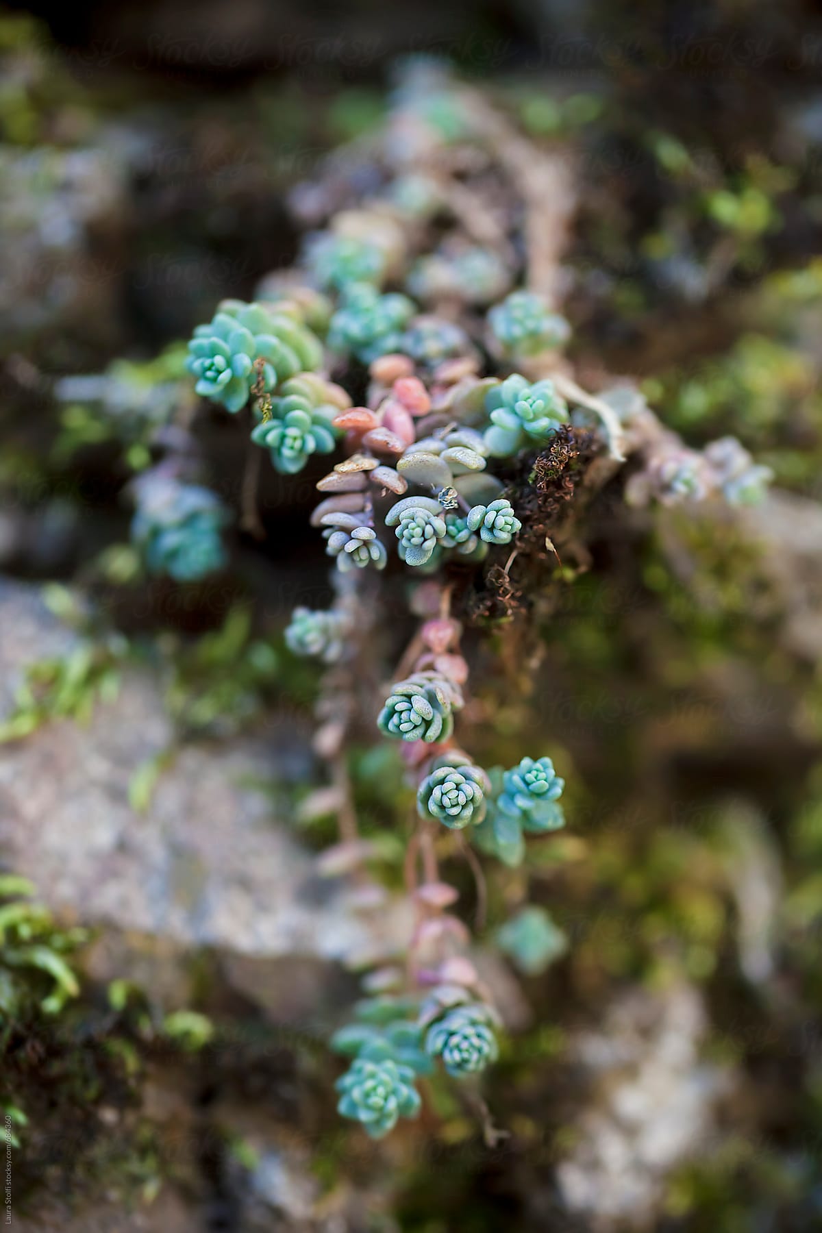 Wild succulent plant climbing a wall close to moss