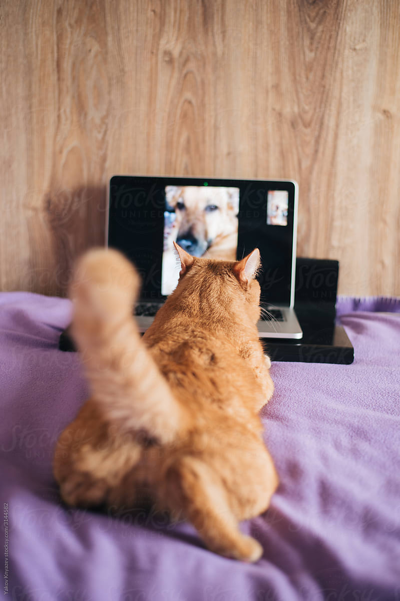 cat and dog during a video call