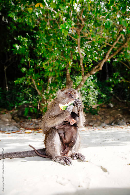 Monkey mother eating coconut and feeding baby