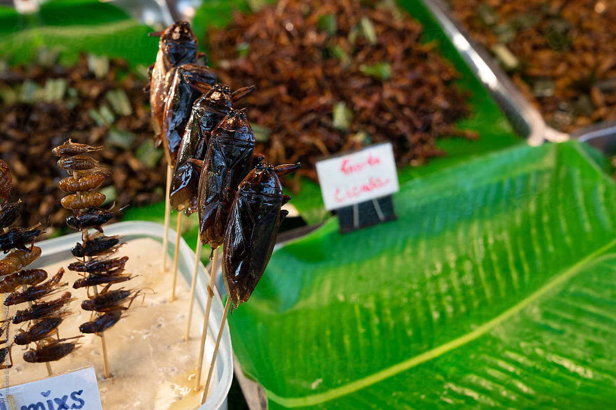 Thai Street Food. Fried Insects.