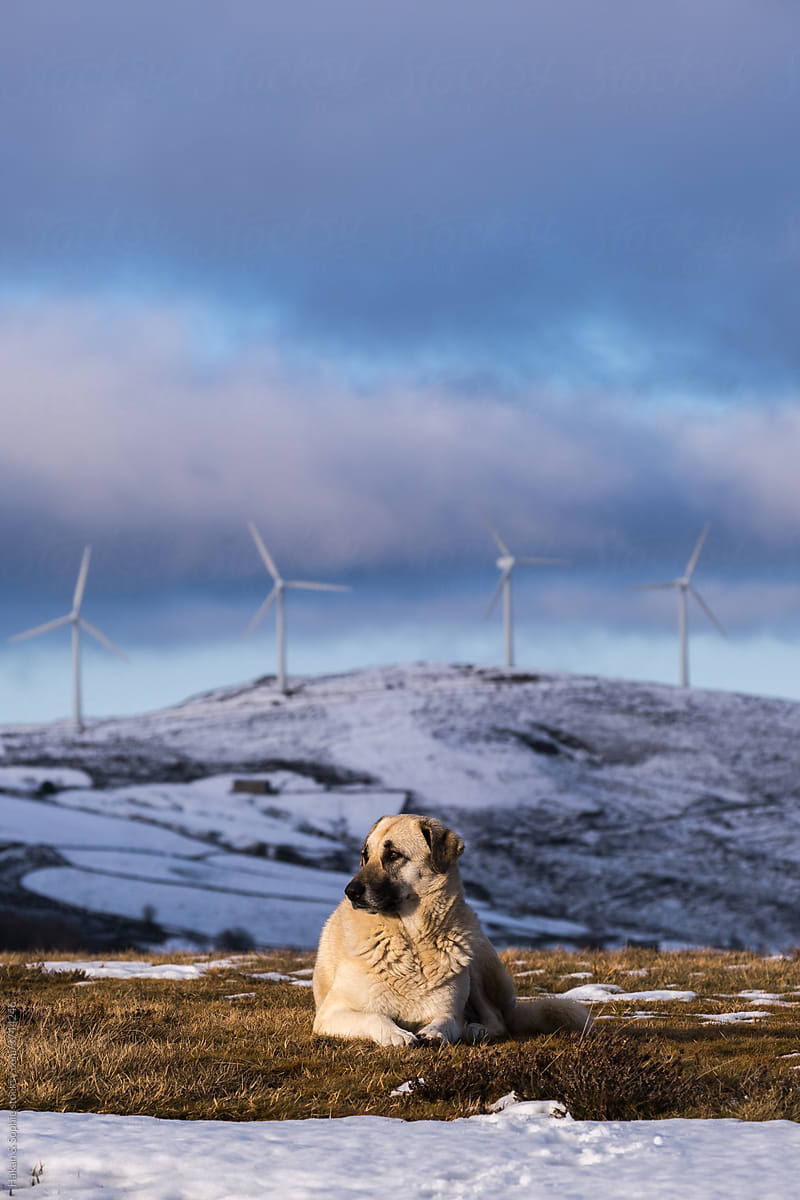 A mastiff is sitting alert on a winter day