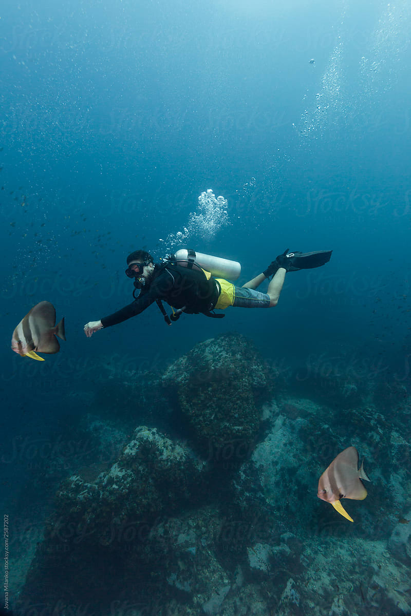 Scuba diver and batfish underwater