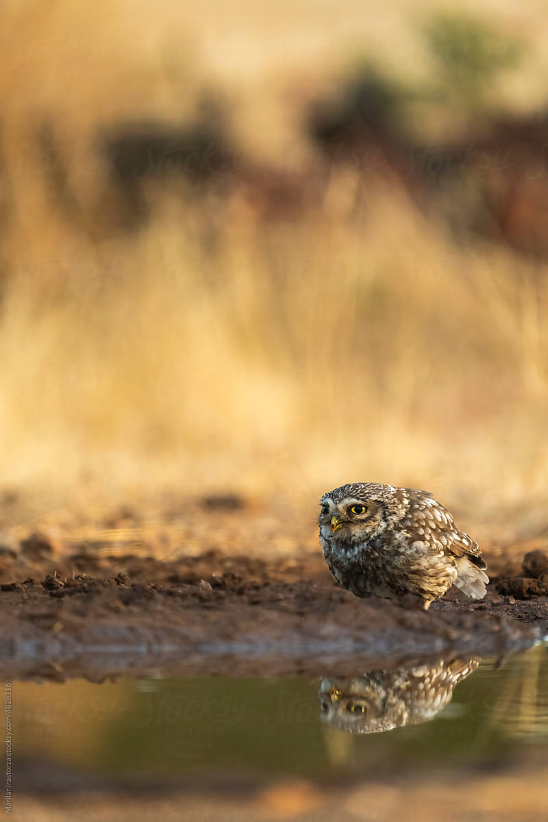 Little Owl Reflected On A Pond, Vertical Portrait