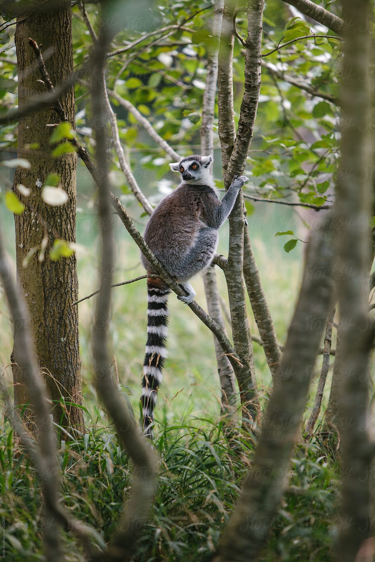 Ring-tailed Lemur (L. catta)