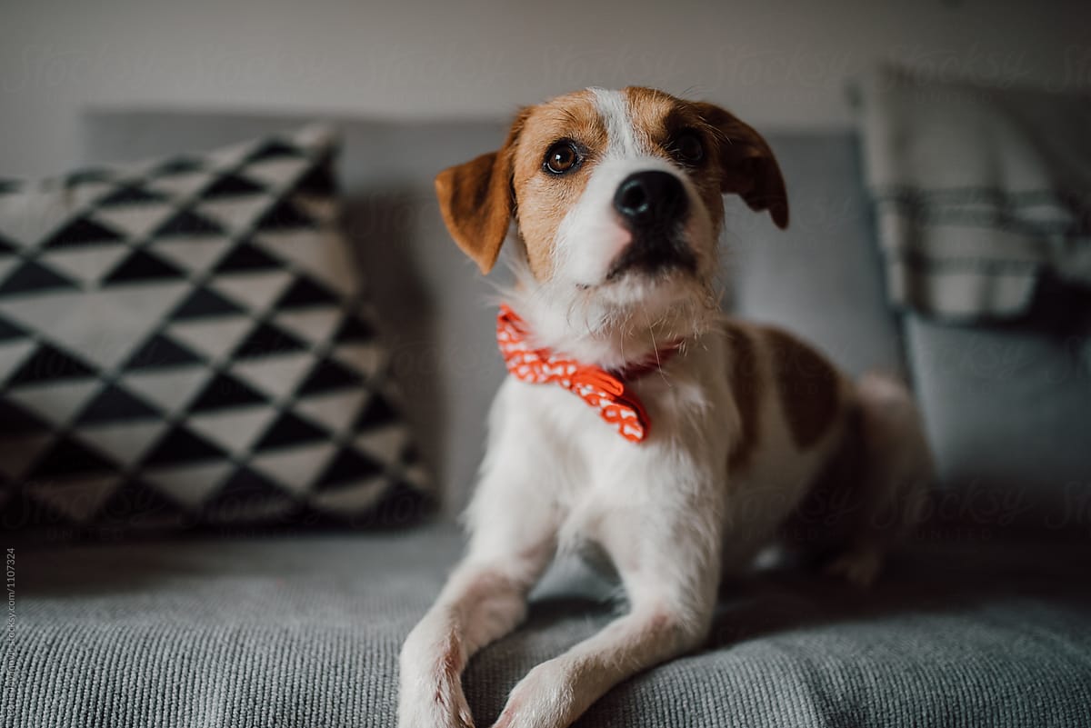 Adorable dog portrait wit a bow tie