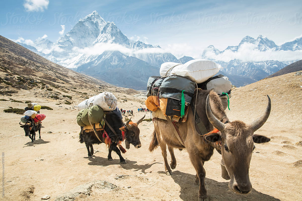 Yaks Carrying Bags in Himalayas