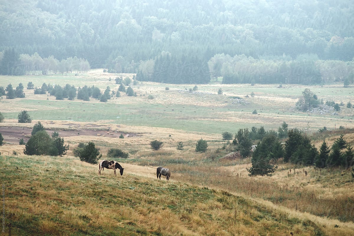 Horses in foggy field