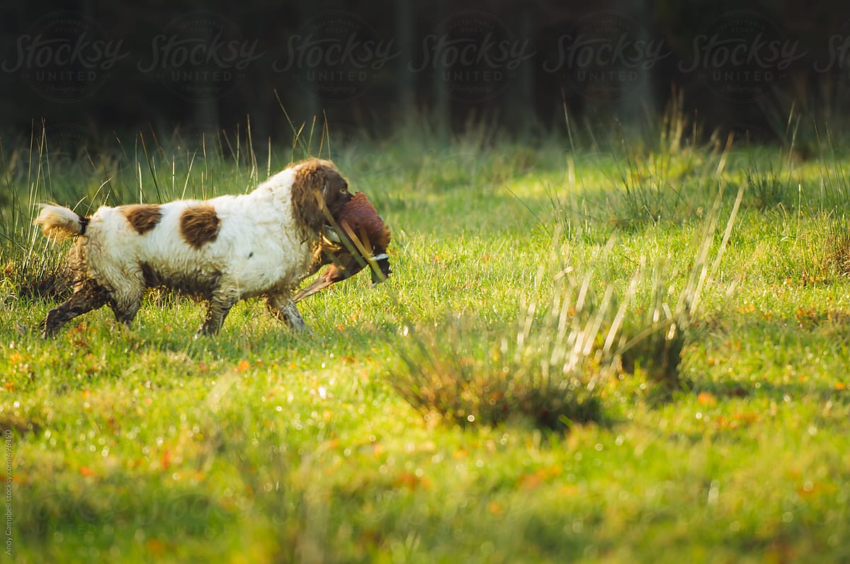 A gun-dog retrieves a shot pheasant during a shoot
