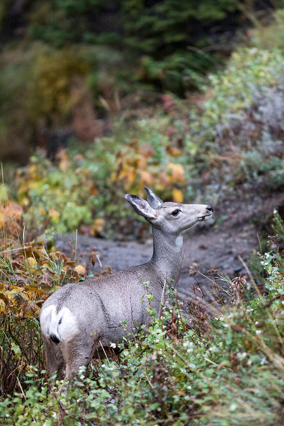 Female White-Tailed Deer Closeup