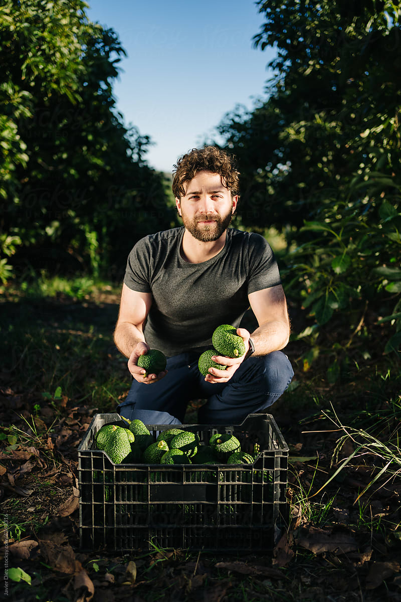 Man putting picked avocados into carton box in farm