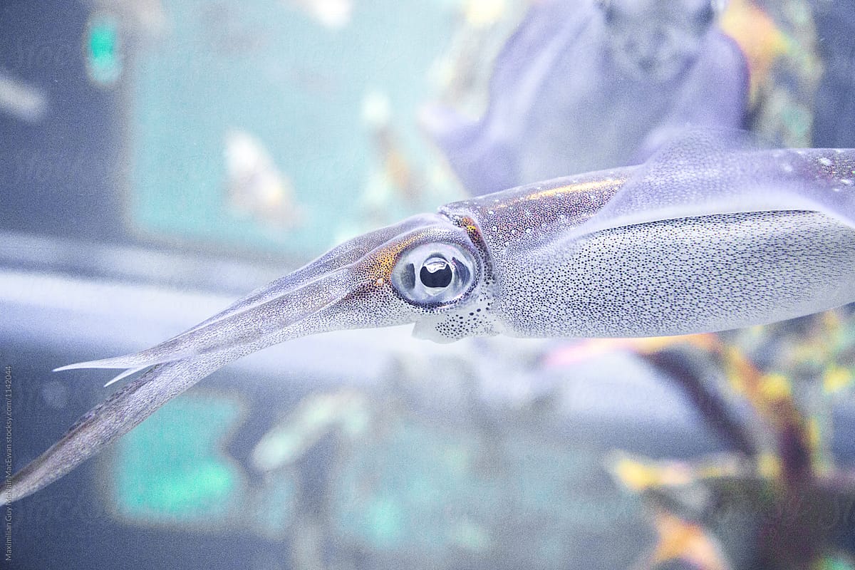 Close up on a squid