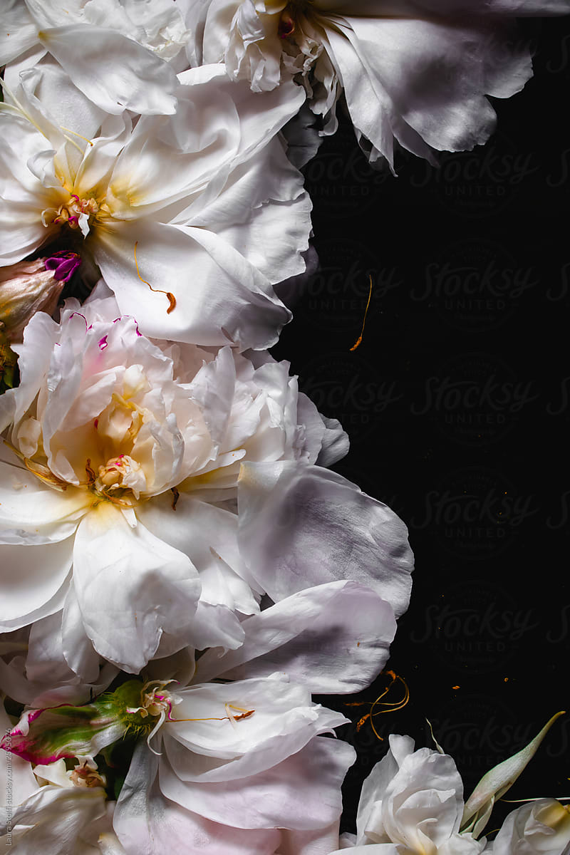 Close up of open white peonies on black metal table