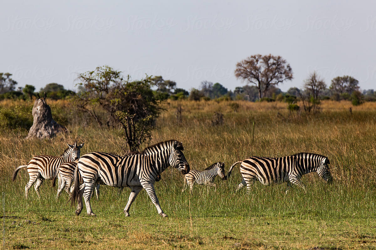 A Family of Zebras on the Move