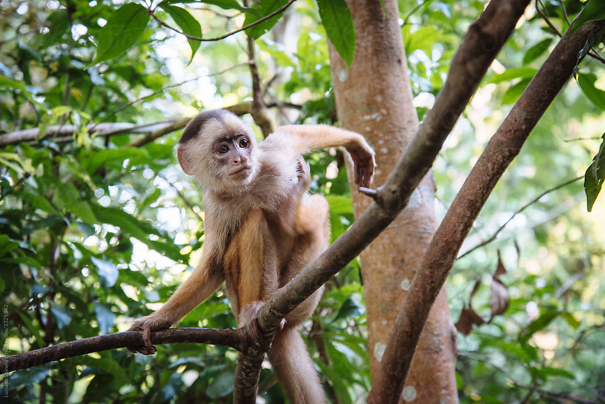 Monkey in a tree of the Amazon forest