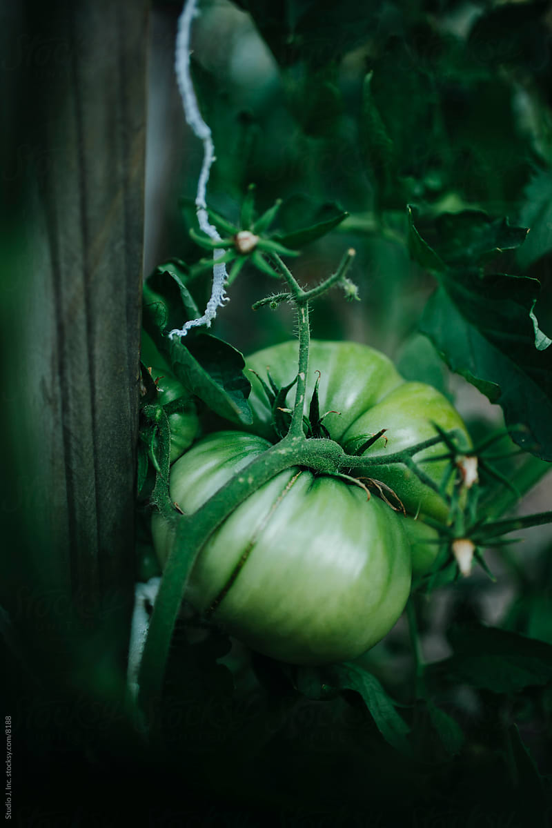 Backyard Garden: Green Tomato on Vine Tied to Stake