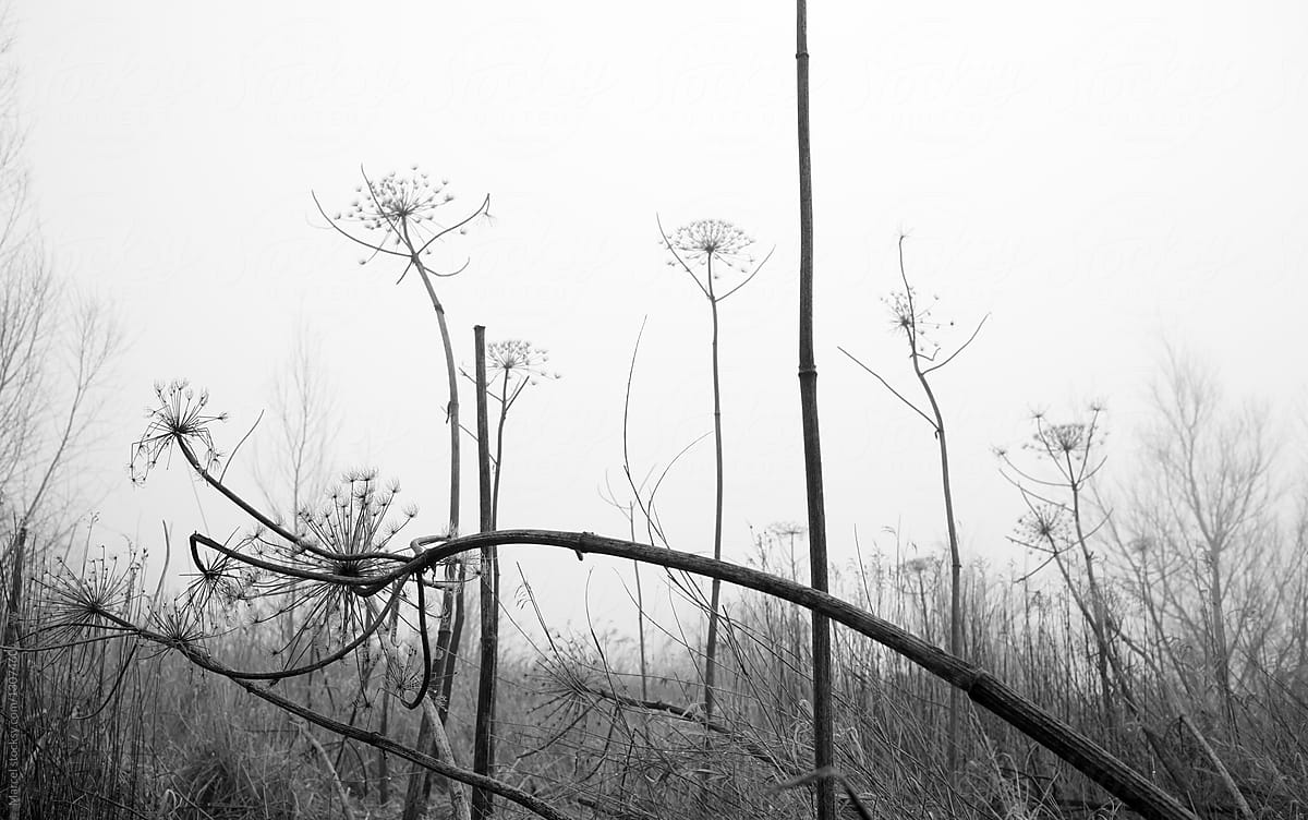 Hogweed stalks at the end of winter