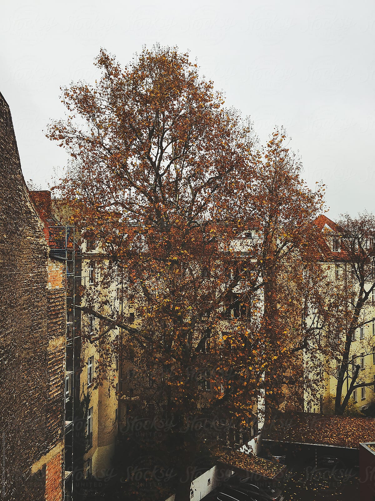 Fall - Large Tree Standing in Berlin Courtyard and Losing Leaves