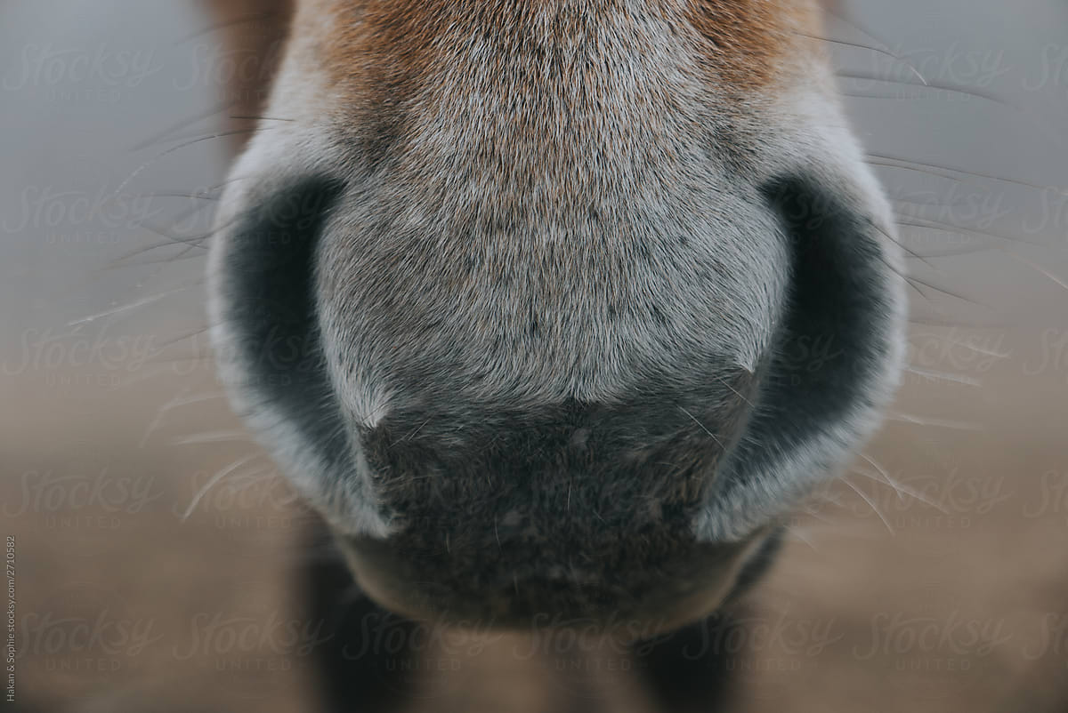 soft horse muzzle