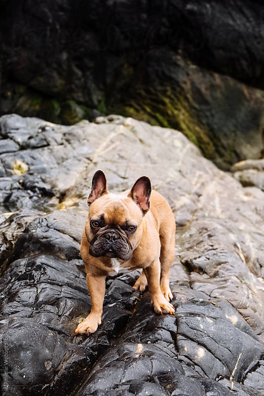 A brown french bulldog puppy at a rocky and overcast New England beach coast