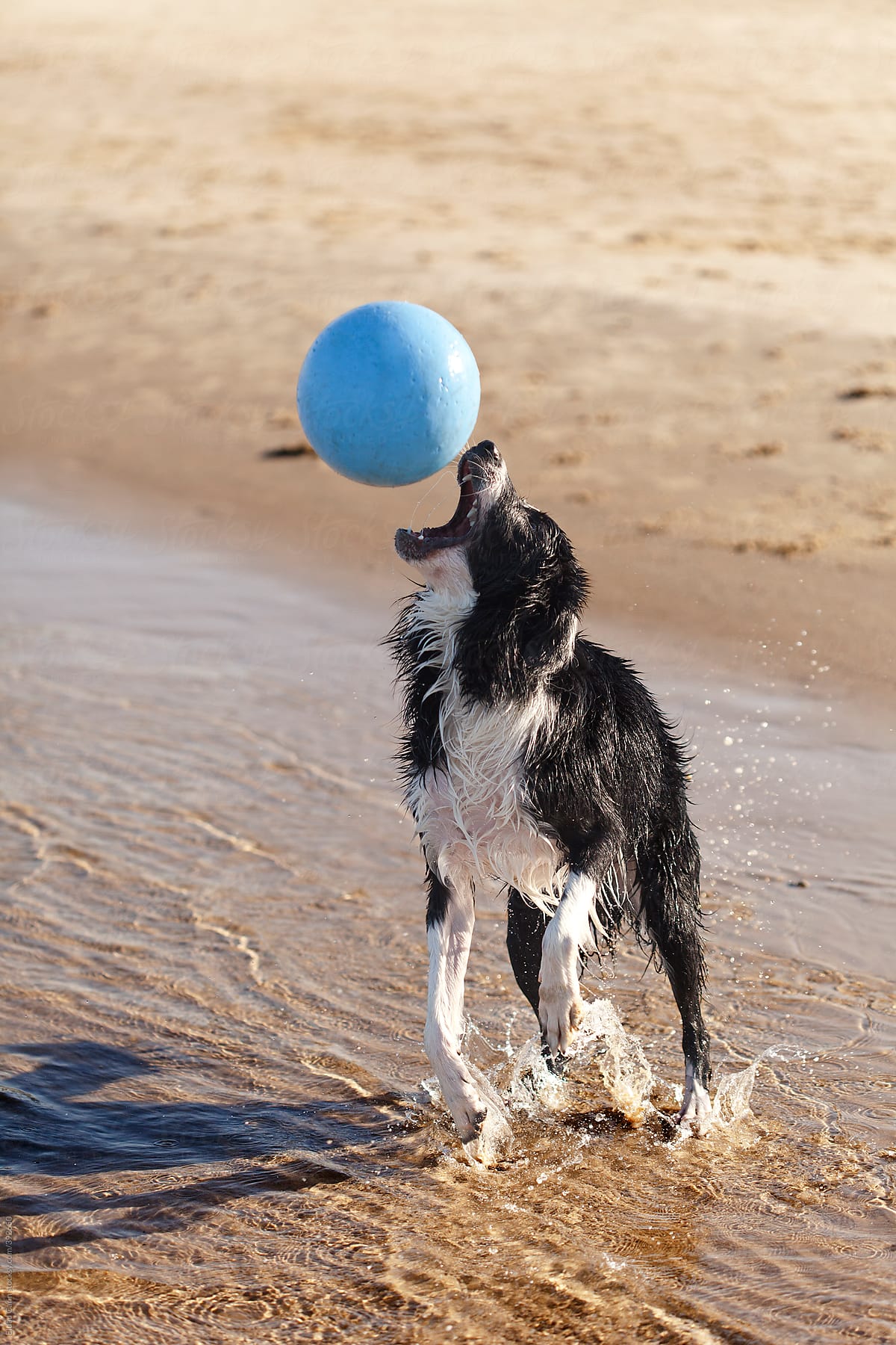Border Collie Dog Playing with Ball at Beach