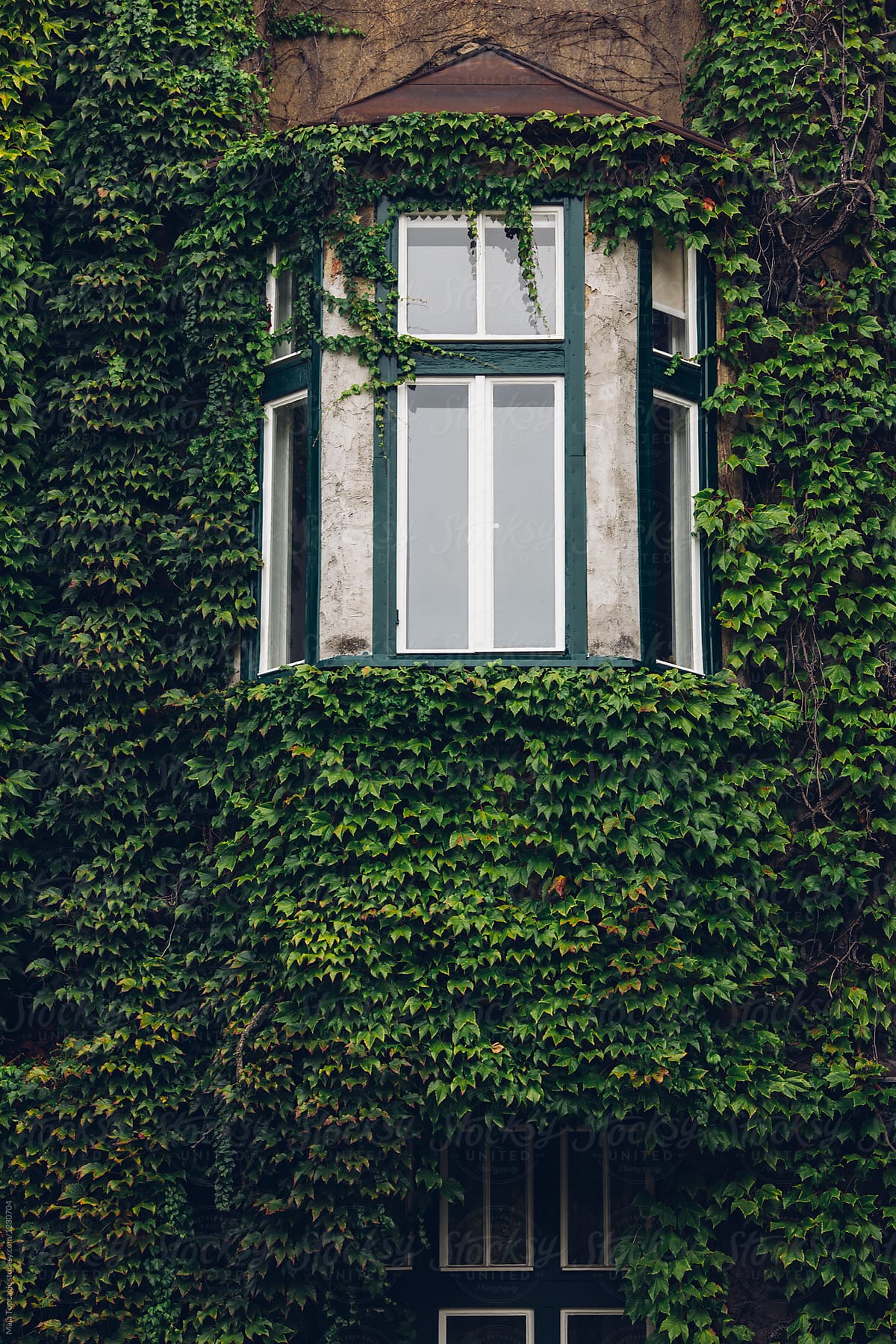 A building covered with ivy