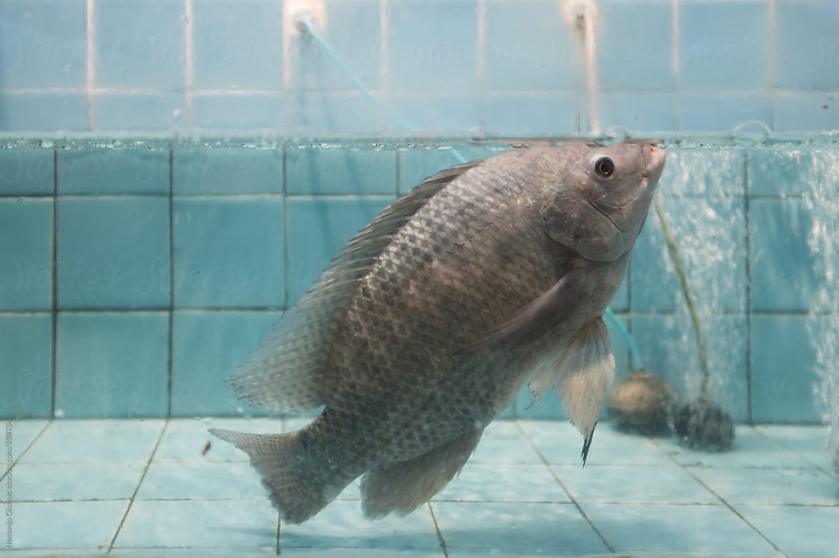 One Fish in a Tank in Thai Restaurant