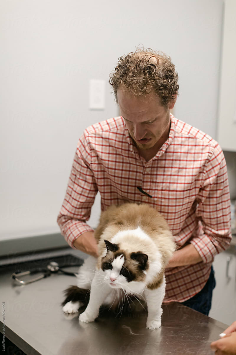 Veterinarian Giving a Cute Cat an Examination