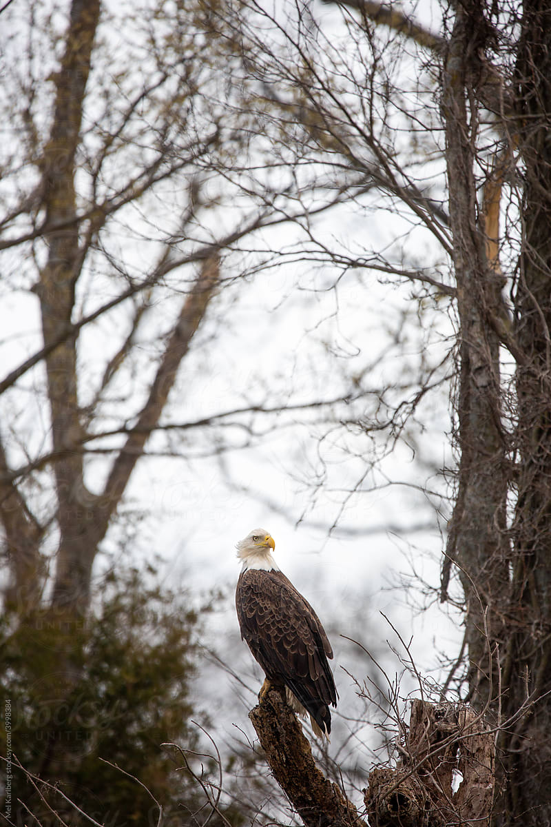Bald eagle framed by tree branches