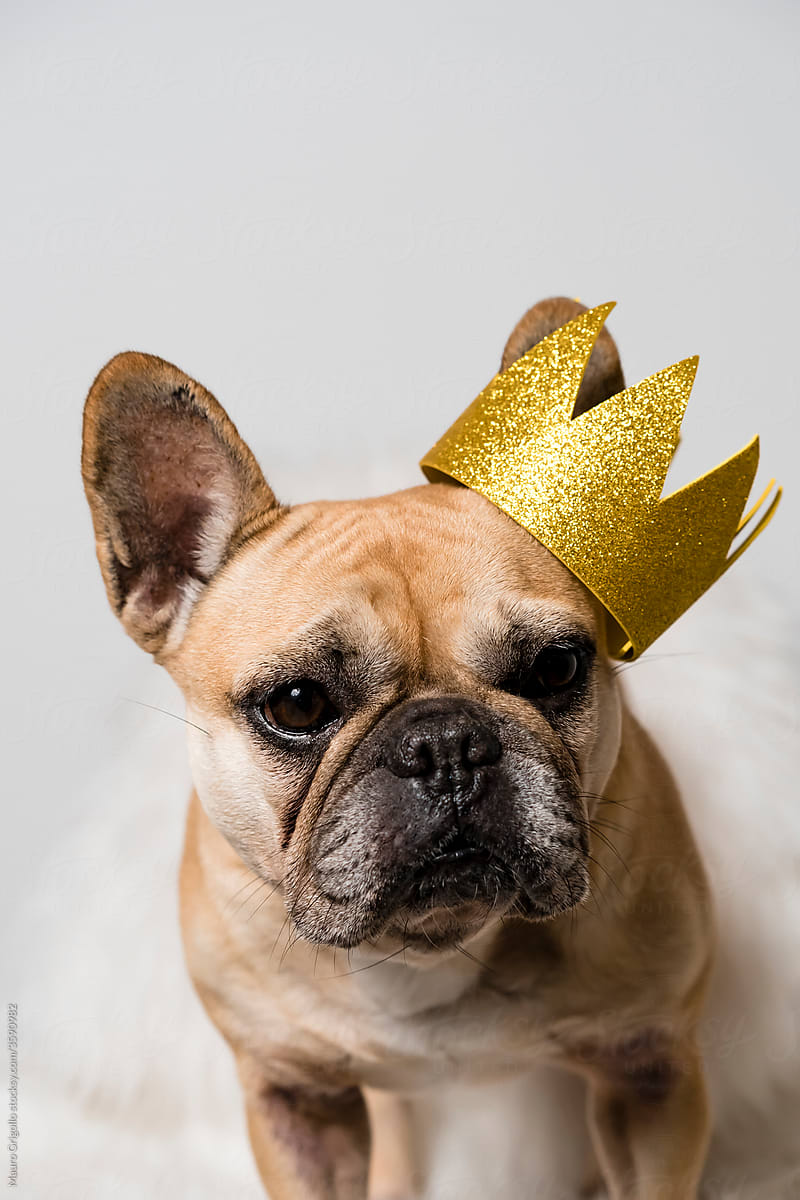 French Bulldog Dog with a Crown
