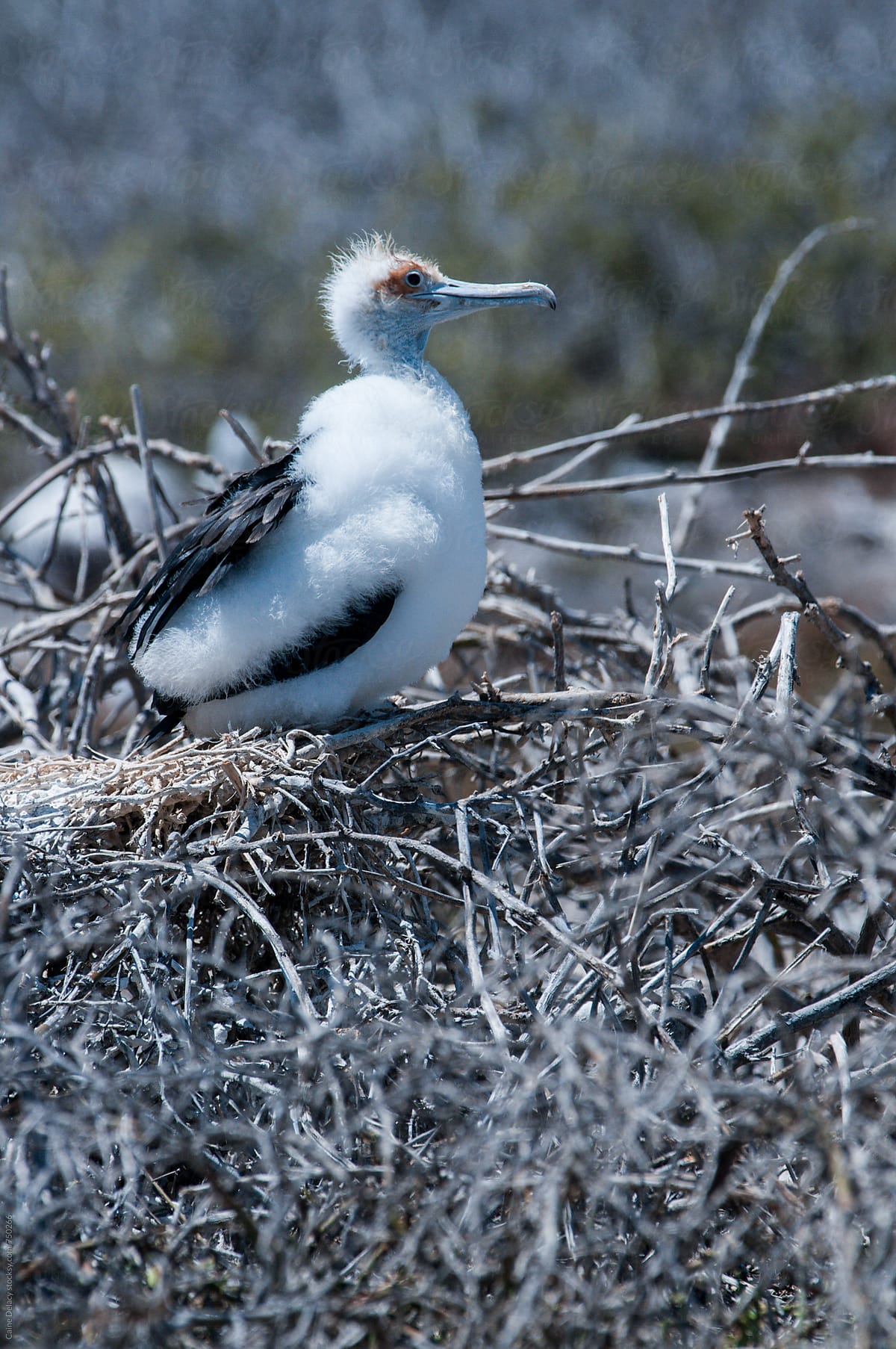 The magnificent frigatebird (Fregata magnificens) juvenile in a nest