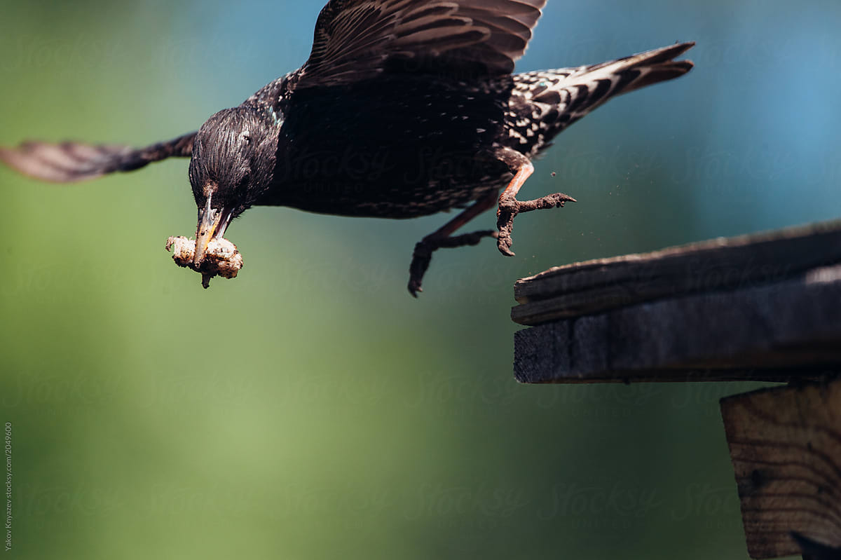 Starling flying to the birdhouse