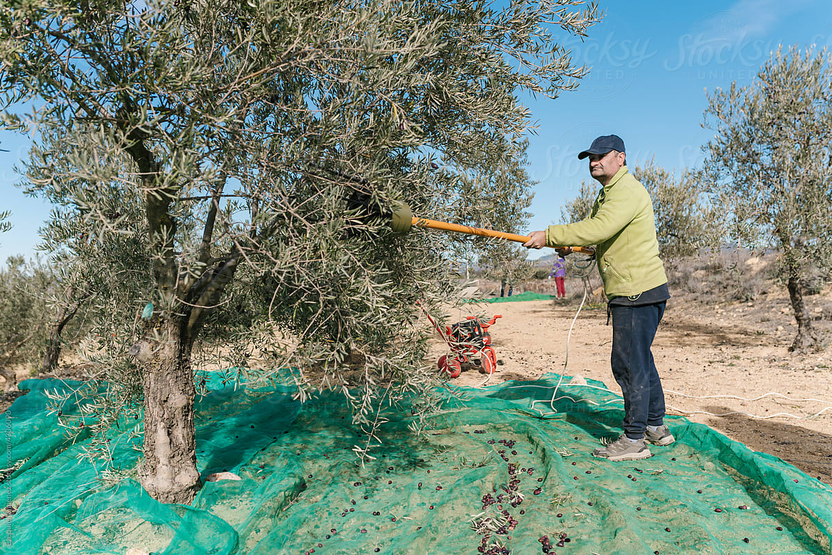 Man harvesting olives with electric rake
