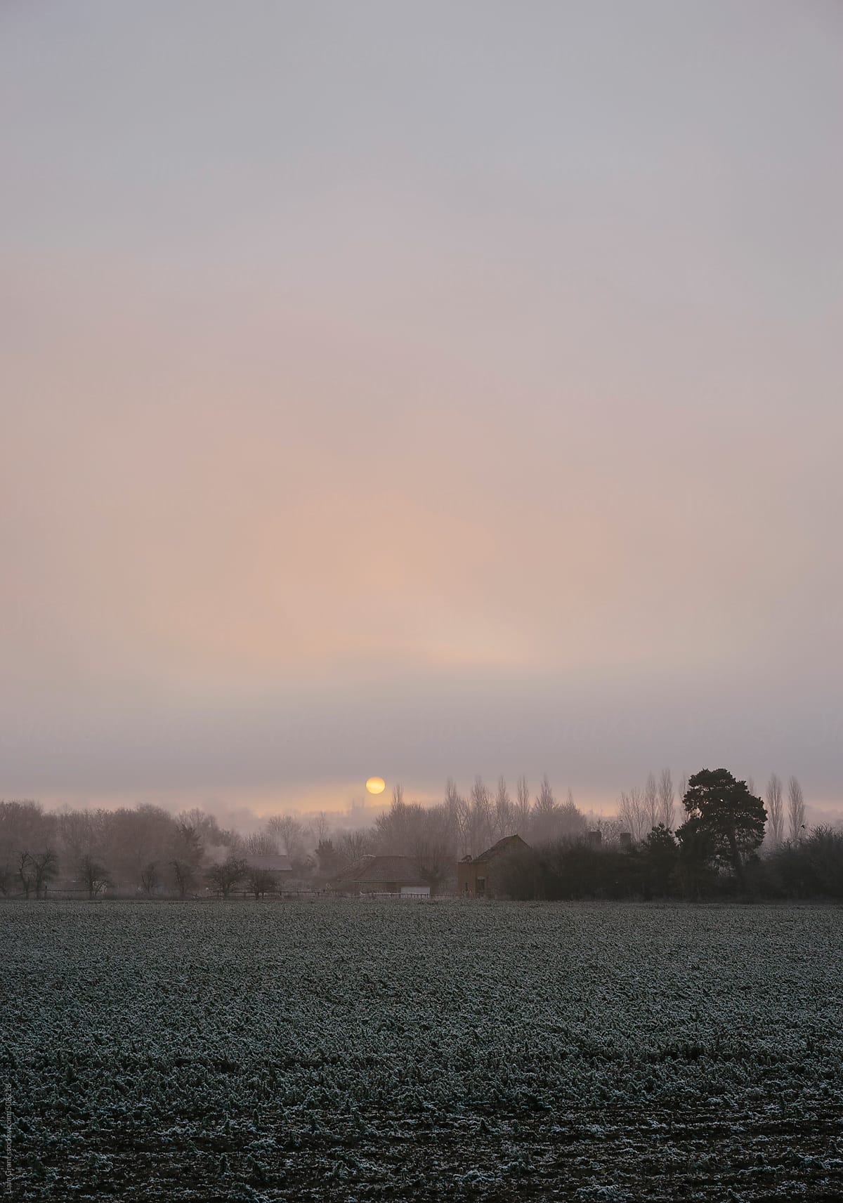 Foggy sunrise over a frosty rural scene.