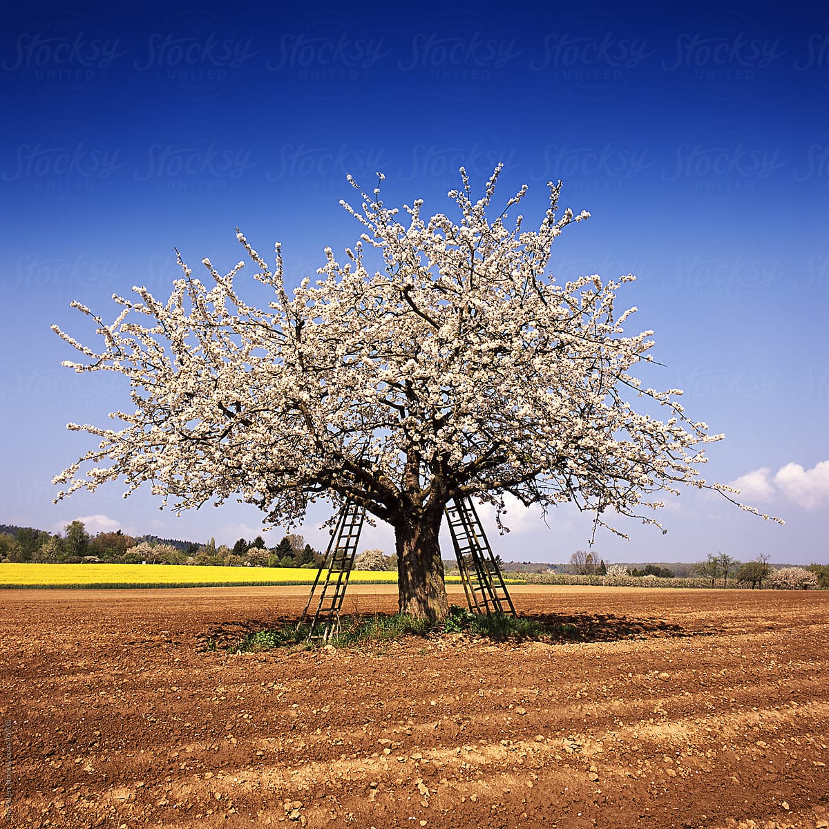 Cherry Tree In Four Seasons - Spring