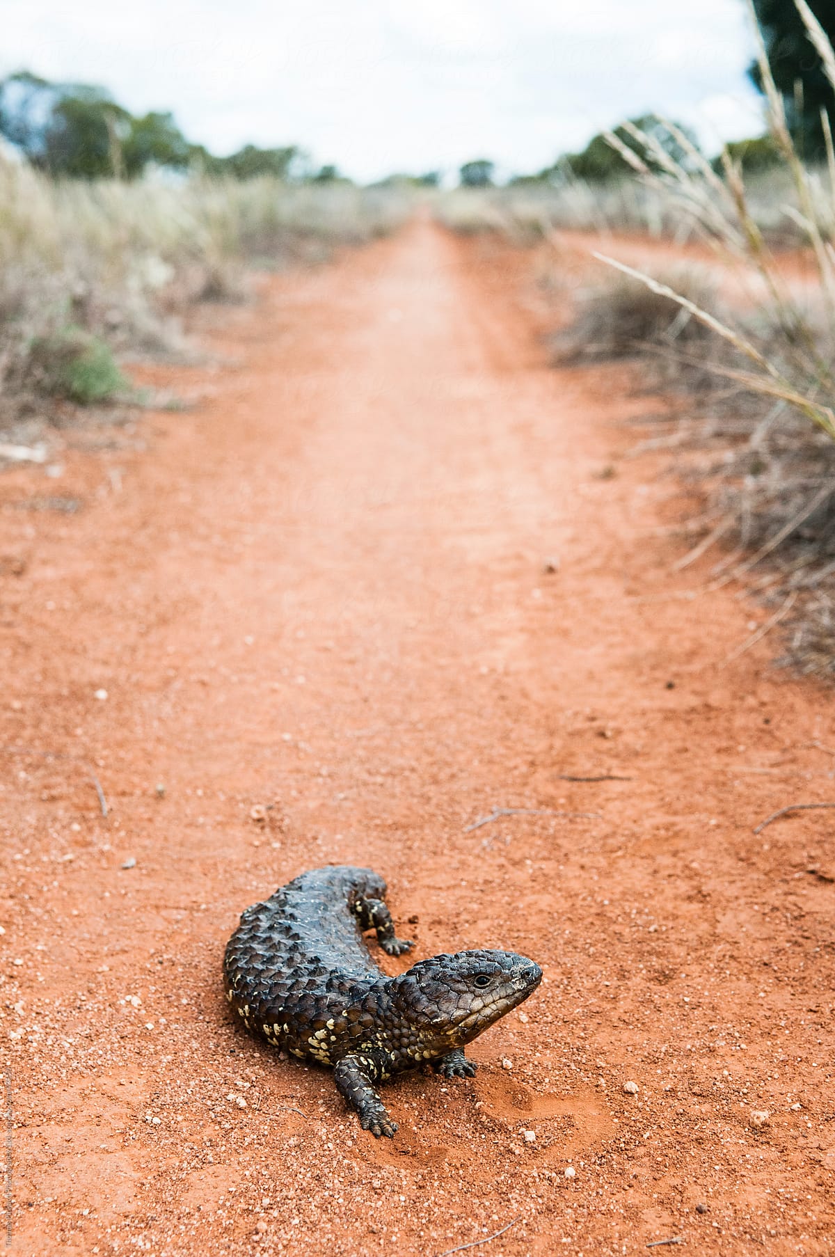 Blue tongue lizard on a dirt track, Australia.