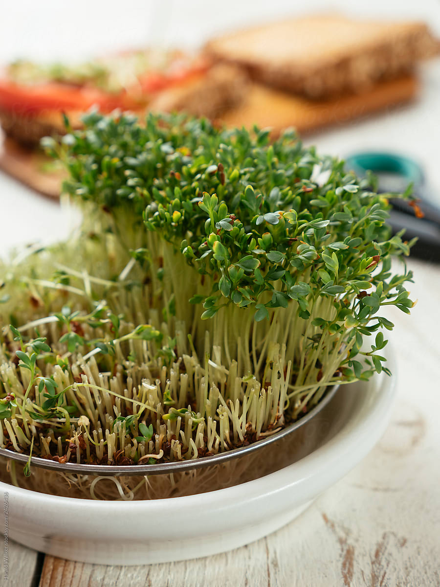 Sprouting dish with watercress