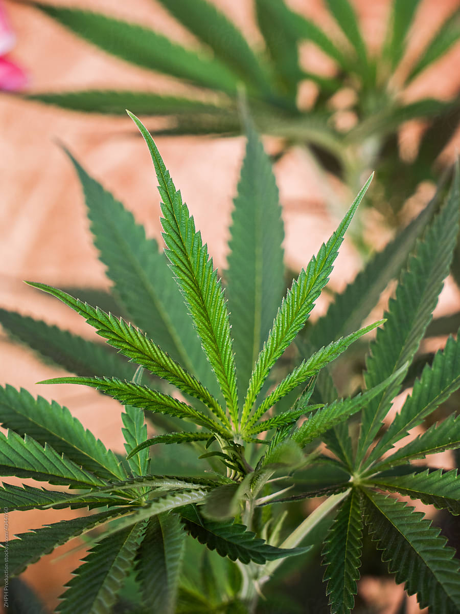 Closeup Shot Of A Cannabis Plant Leaf