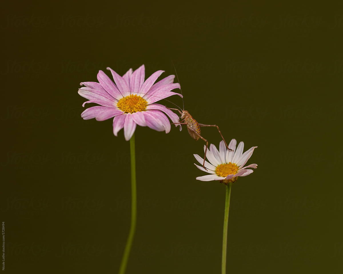 Lucky grasshopper climbing to pink flower
